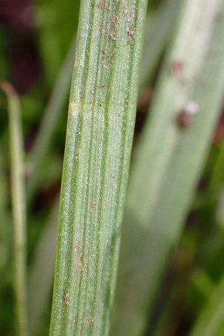 ... auf der Unterseite deutlich gerillt. 12.03.2026