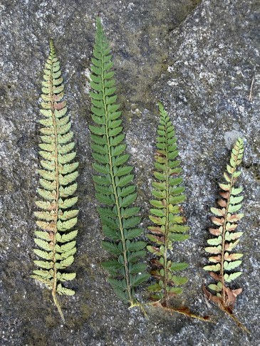 17.03.2026
Mittlere und unterste Fieder