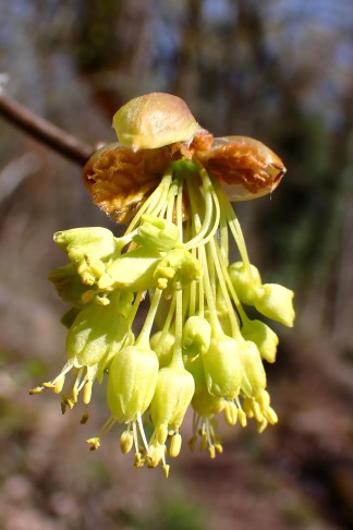 Blüten büschelig angeordnet; die noch orangeroten Blätter entfalten sich erst nach der Blütezeit. Neuchâtel (NE), 19.03.2026