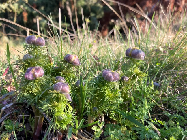 Violette Färbung der geschlossenen Knospen. Saxon (VS), 19.03.2026
