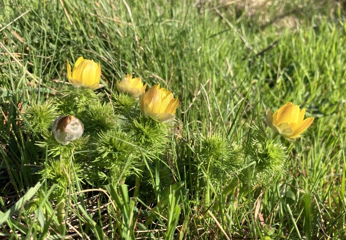 Beginnen sich die Knospen erst einmal zu entfalten, schwindet die violette Färbung. Saxon (VS), 19.03.2026