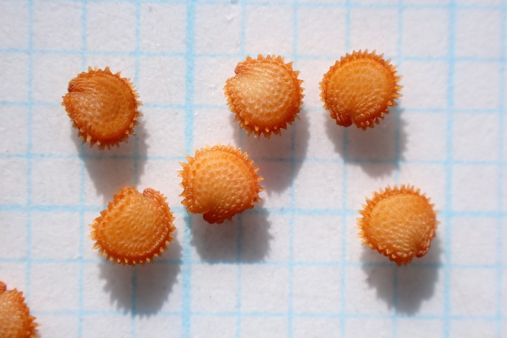 Reife Samen mit deutlichen, kegelförmigen Höckern. Caslano (TI), 31.03.2026