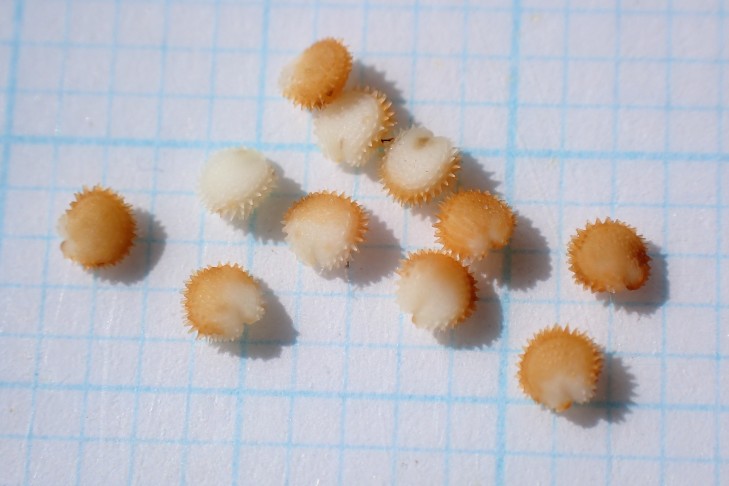 Reifende Samen weisslich bis hellbraun, stachelige Höcker bereits bestens ausgebildet. Caslano (TI), 31.03.2026