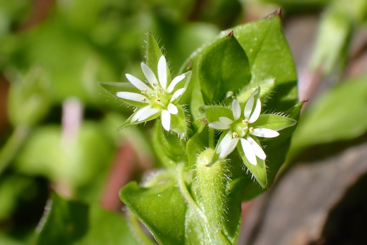 Kronblätter kürzer als Kelchblätter. Caslano (TI), 31.03.2026