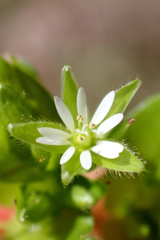 Blüte mit 3 Staubblättern. Caslano (TI), 31.03.2026