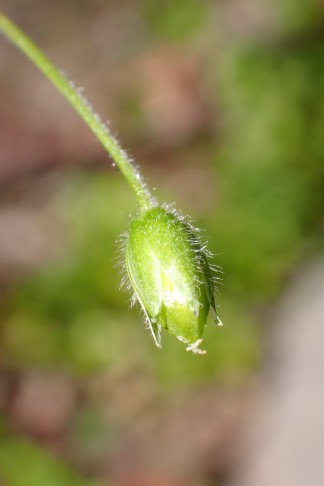 Reifende, nickende Kapsel. Caslano (TI), 31.03.2026