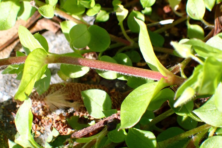 Stängel 1-zeilig behaart. Caslano (TI), 31.03.2026