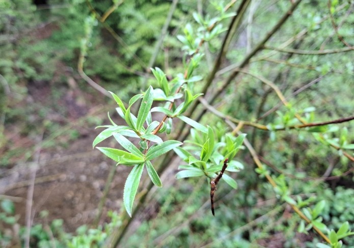 Art 1: Salix alba?