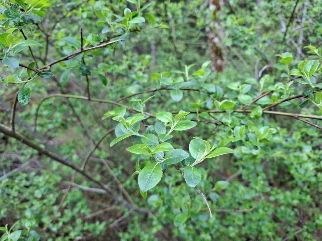 Art 2: Salix myrsinifolia?