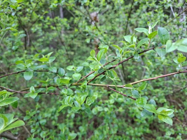 Art 2: Salix myrsinifolia?