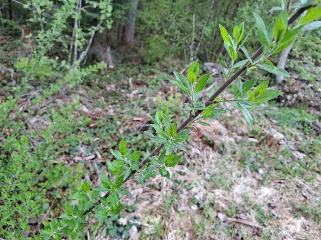 Art 3: Salix myrsinifolia?