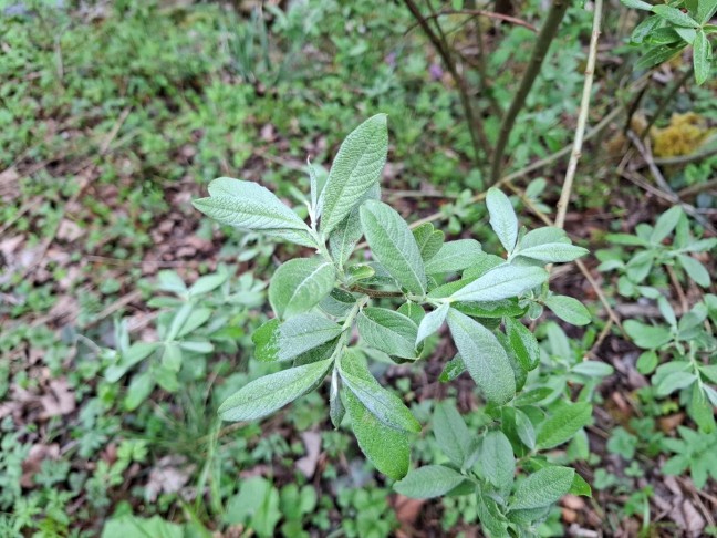 Art 4: Salix cinerea?