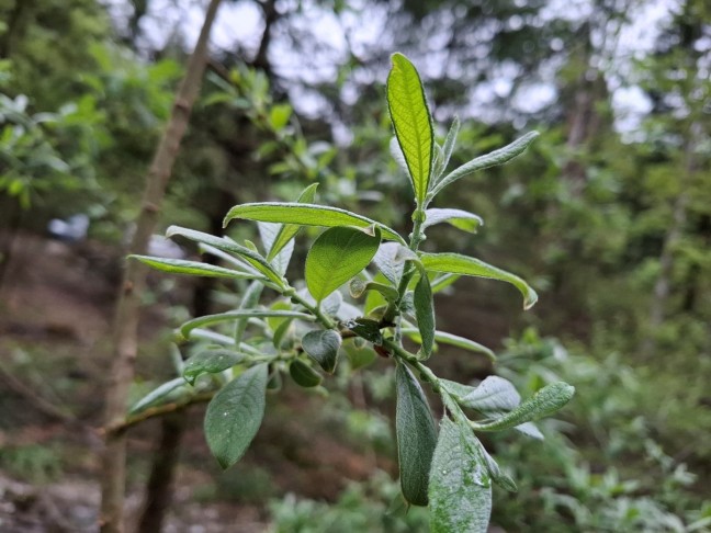 Art 4: Salix cinerea?