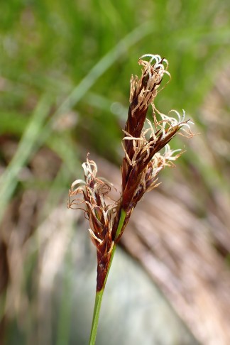 Ährchen oben mit weiblichen, unten mit männlichen Blüten. Deckblätter (rot)braun. Valangin (NE), 29.04.2026