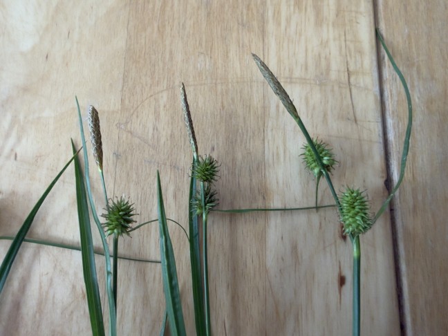 (C. lepidocarpa)