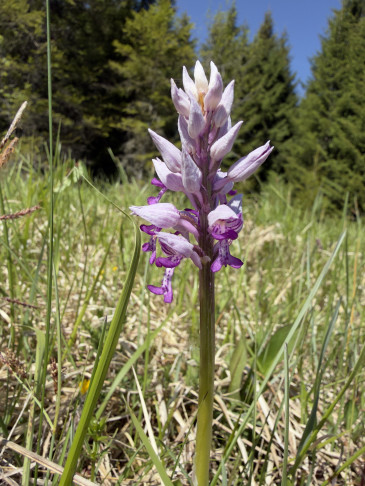 Orchis militaris