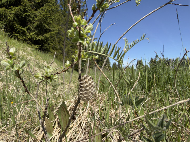 Eine weile den Wespen zugeschaut