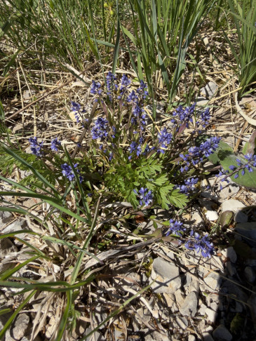 Polygala vulgaris