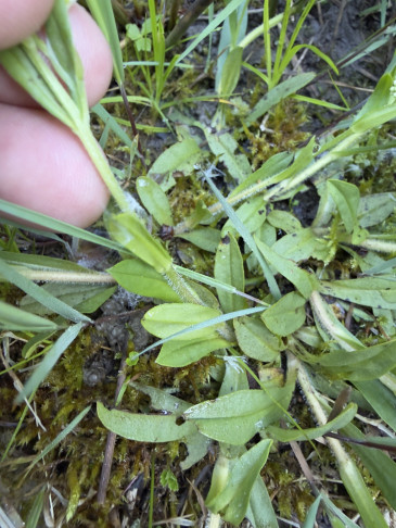 Myosotis Spec?? Androsace chamaejasme??