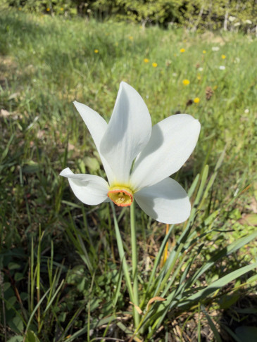 Narzissus pöeticus aggr