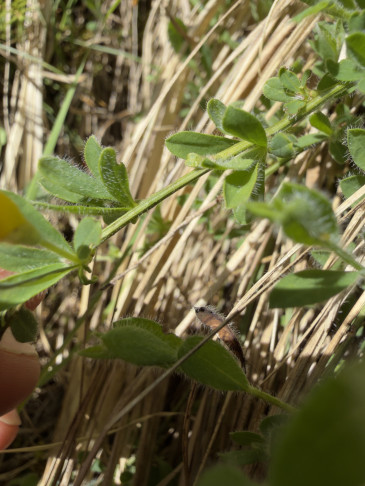 Cytisus decumbens
