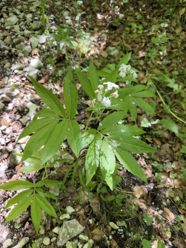 Cardamine heptaphylla