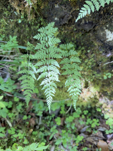 Cystopteris fragilis