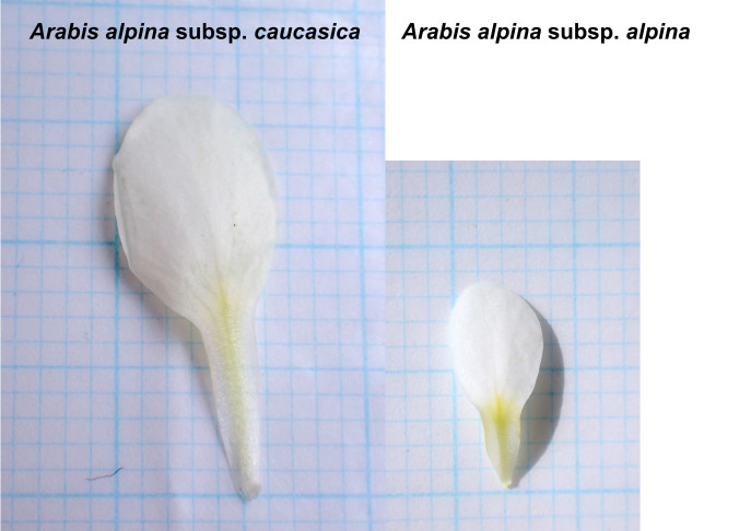 Alpen-Gänsekresse (Arabis alpina); links subsp. caucasica: Kronblatt gross und deutlich genagelt. Rechts subsp. alpina: Kronblatt kleiner und undeutlich genagelt.