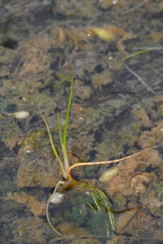 Breitmattusee, 16.06.2026
