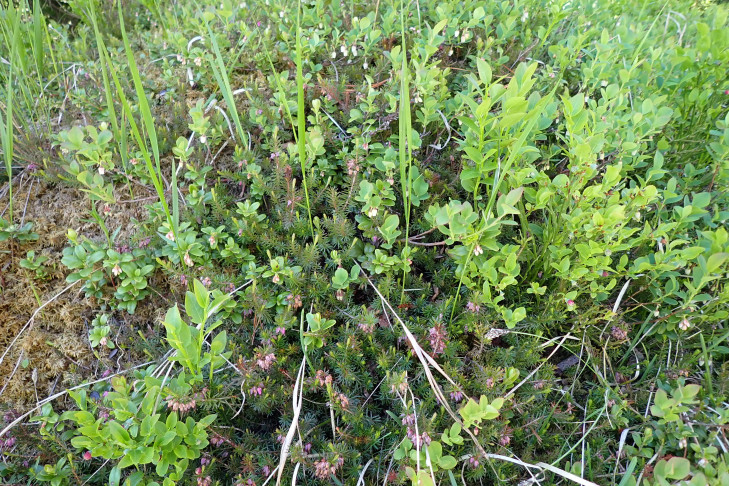 Subalpines Such- oder Wimmelbild. Sunnbüel, Kandersteg (BE), 18.06.2026