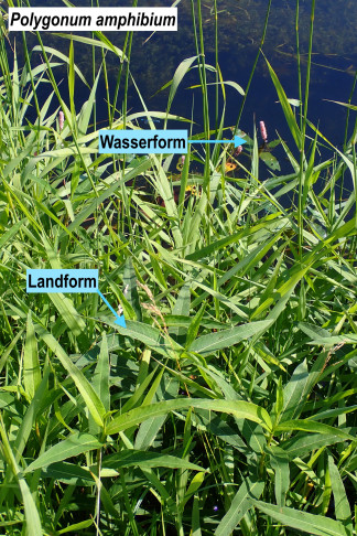 Wasser- und Landform des Sumpf-Knöterichs (Polygonum amphibium). Gampelen (BE), 24.06.2026