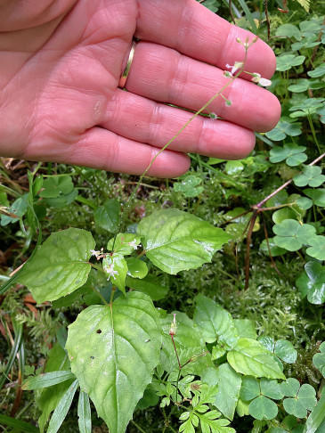 Circaea ×intermedia an einem anderen Fundort vom letzten Jahr, mit weitgehend abgefallenen Früchten. 29.07.2025
