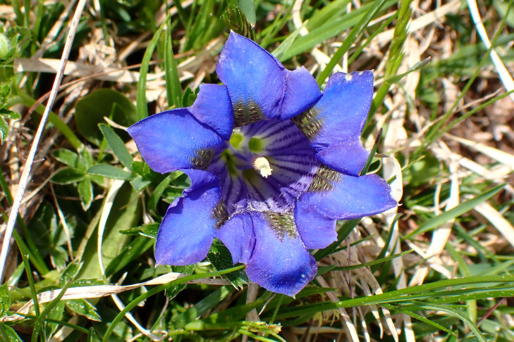 Silikat-Glocken-Enzian (Gentiana acaulis). Griesalp (BE), 28.05.2026