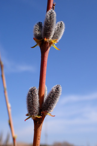 Purpur-Weide (Salix purpurea). Olten Hammer (SO), 04.03.2026