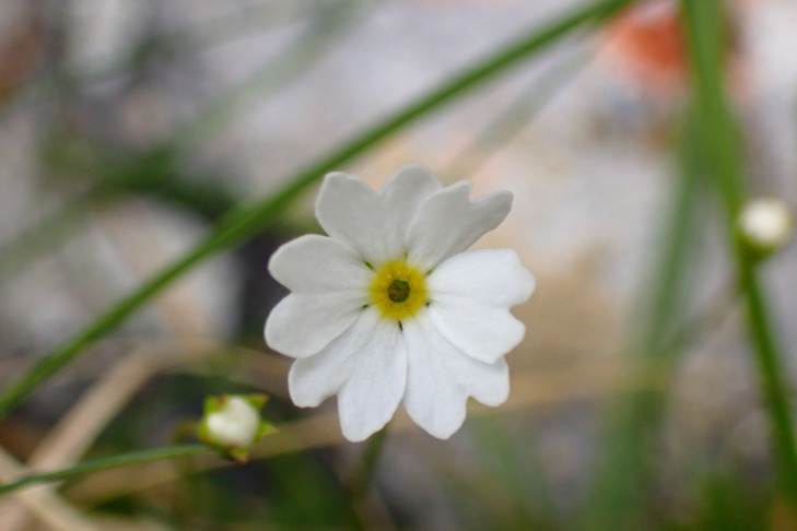 Milchweisser Mannsschild (Androsace lactea). Stockhorn (BE), 15.06.2026