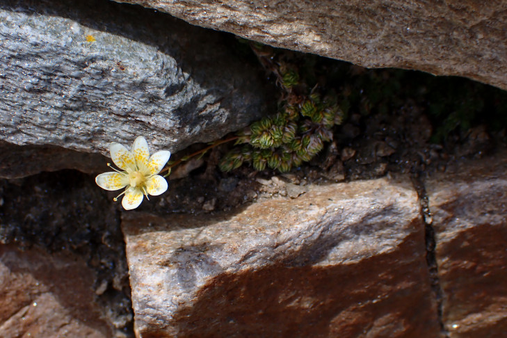 Moosartiger Steinbrech (Saxifraga bryoides). Gornergrat, Zermatt (VS), 08.07.2026