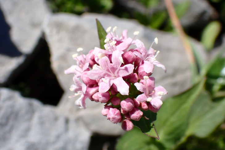 Berg-Baldrian (Valeriana montana). Sunnbüel, Kandersteg (BE), 18.06.2026