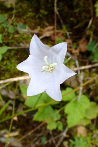 Pfirsichblättrige Glockenblume (Campanula persicifolia). Château de Valangin (NE), 13.08.2025