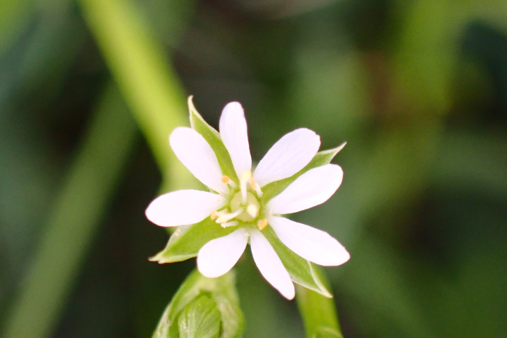 Gras-Sternmiere (Stellaria graminea). Gerlafingen (SO), 08.05.2026