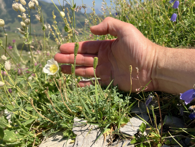 Pflanzen nur gut 10 cm gross. 10.07.2026