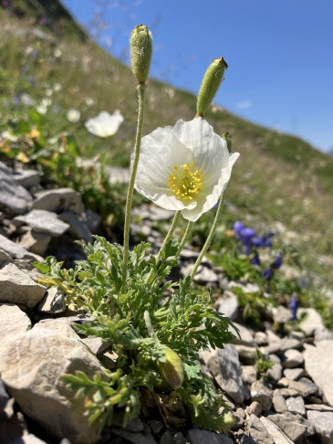 Pflanzen in Kalkschutt wachsend: Früchte, Blüte und Knospe. 10.07.2026