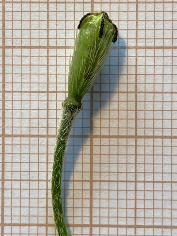 Narbenstrahlen 4, auf ca. einen Viertel der Fruchtknotenlänge herablaufend. 10.07.2026
