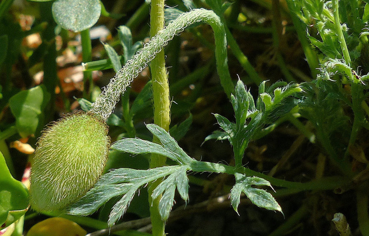 Knospen vor dem Aufblühen nickend. Blütenstiel und Kelchblätter zottig behaart, letztere etwas bräunlich. 10.07.2026