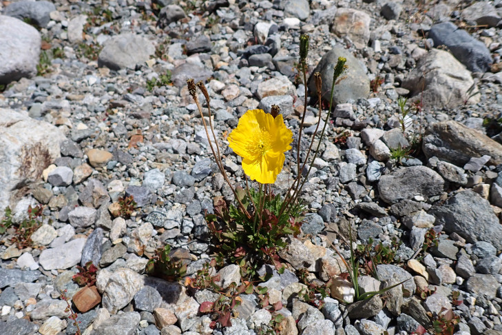 Altaischer Mohn (Papaver croceum / Oreomecon crocea)? Pflanze knapp 20 cm hoch. Standort 1. Bernina (GR), 16.07.2026