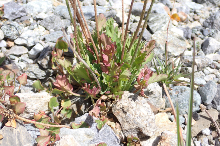 Blätter in einer grundständigen Rosette angeordnet. Standort 1. Bernina (GR), 16.07.2026