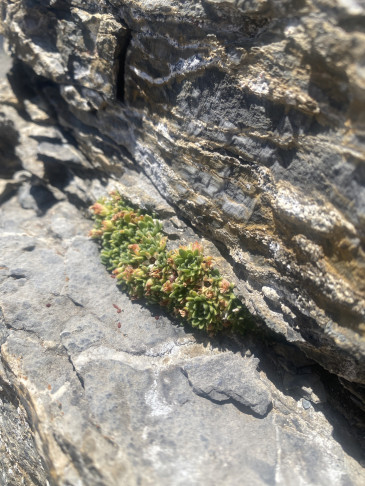 Pflanze 1: Androsace cf pubescens, 24.07.2026