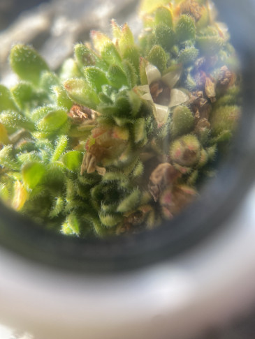 Pflanze 1: Androsace cf pubescens , 24.07.2026