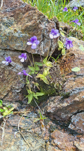 06.07.2026, Pass da Val Viola