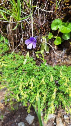 06.07.2026, Pass da Val Viola