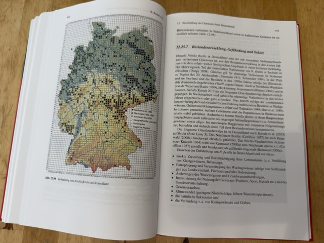 Artbeschreibung z.B hier Nitella flexilis 7